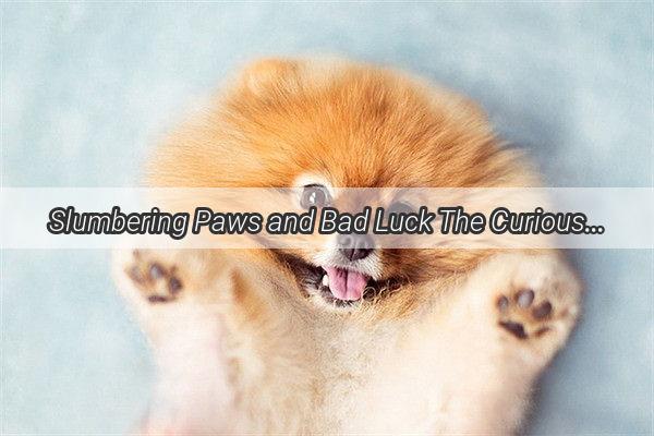 Slumbering Paws and Bad Luck The Curious Tale of a SleepDeprived Dogs Misadventures